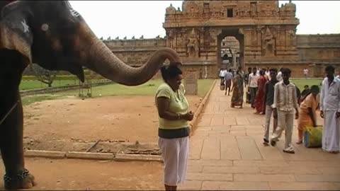 Elephant gives good luck