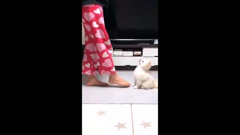 Cute and Funny Dogs video