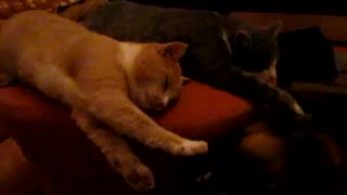 No Sleep, Kitty - Dog and Cat play together