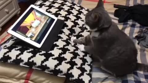 Cat learns to knead dough through tutorial video