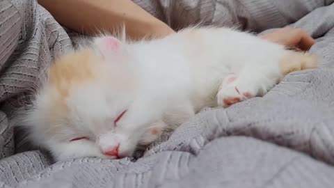A Funny Little Kitten When Sleeping In Angry Mood