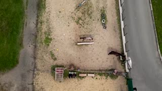 Horses are helping patients heal in Rome