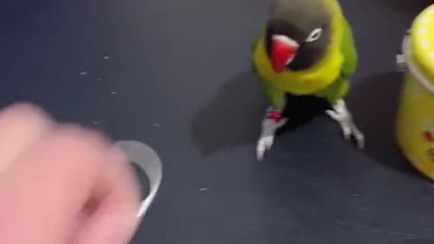 How to train your Bird?