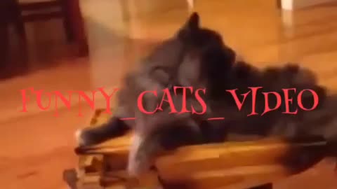 Funny and Cute Cat Videos #308