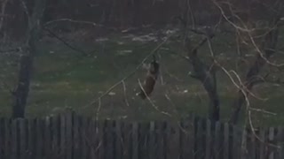 Cat stuck in tree gets saved