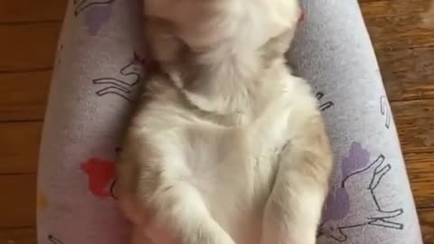 husky puppy throws the cutest temper tantrum video