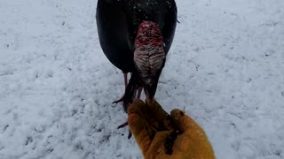 One of our wild turkeys eating from my hand.