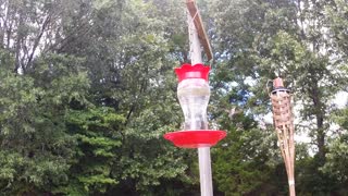 Hummingbird in SloMo