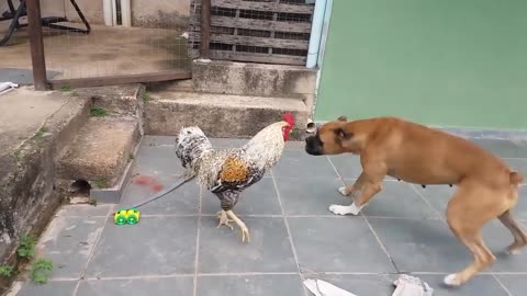 Funny animal 🦴🦴Dog VS Cock Epic fight (smart dog 🐩 angry chicken 🐓