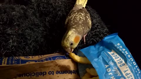 Cockatiel stealing french fries