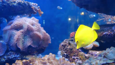 Colorful marine fishes inside an aquarium