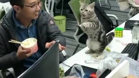 A cat asking for food.