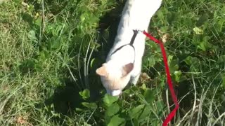 White cat on red leash walks through grass near beach