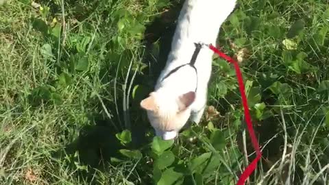 White cat on red leash walks through grass near beach