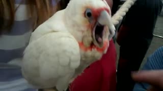 Young cockatoo cries like a baby