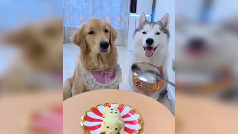 Studying dog reaction against cutting cake