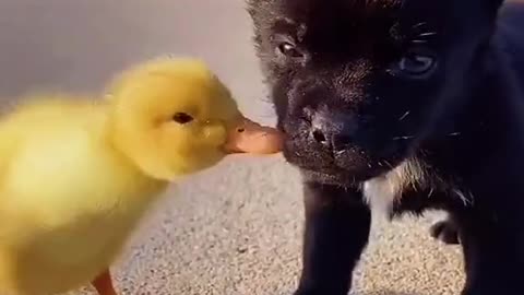 Dogs can play with duck baby new videos 2021