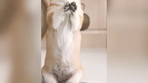 Dog is doing yoga . funny dog dance, cute dog