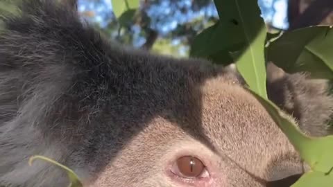 Koala eating Eucalyptus Slow but sure, Beautiful!