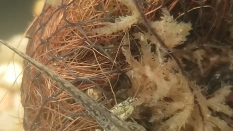 Close-up Underwater Tadpole/Froglet