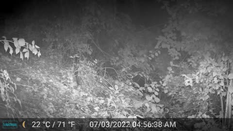 Trail Cam Fox