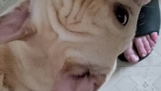 French Bull Dog kisses leg one time for every treat. Cute