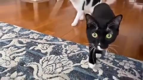 Cat sees ghosts?