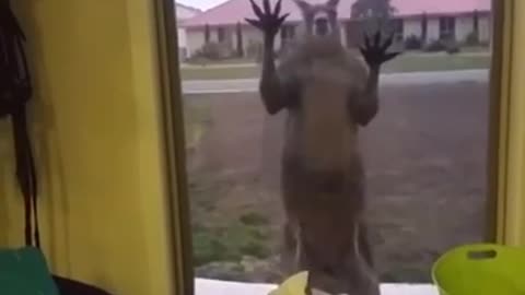 Stressed kangaroo knocks on glass.