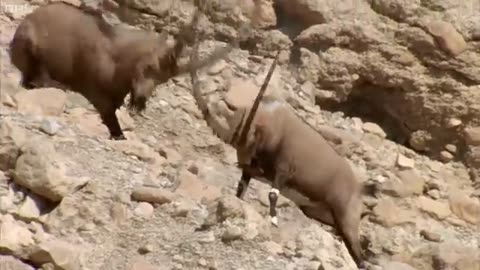 Ibex Fight for Mating Rituals - Wild Arabia - BBC Earth