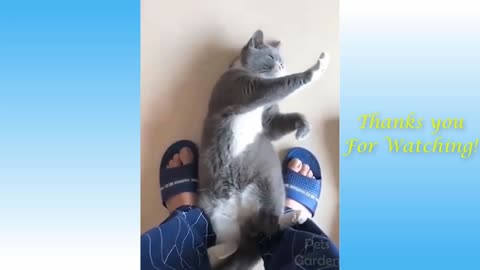 Cute Pets And Funny Animals Compilation - Pets Garden 2022