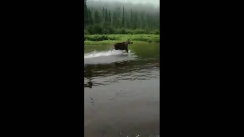 A female moose