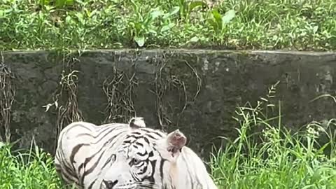 Big cat and white tiger are so beautiful