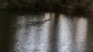 Mischievous Gator Takes Tackle