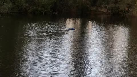 Mischievous Gator Takes Tackle