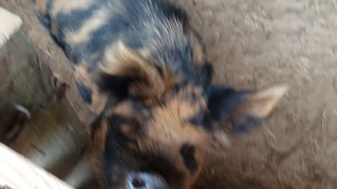 Deworming pig 2