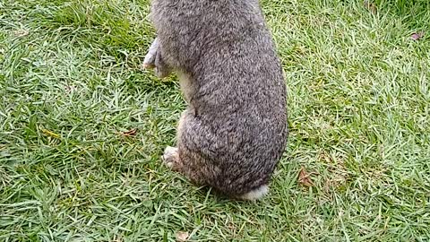 rabbit eating standing