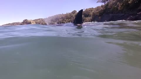 Swimming with orca in New Zealand