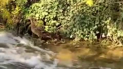 Mad duck 🦆 tries to take her 10 ducklings 🐥 up a waterfall