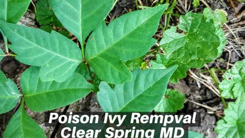 Poison Ivy Clear Spring MD Removal