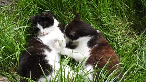 two black and white cat