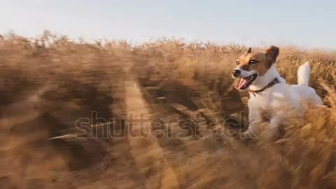 Dog Run Very Very Very Very Fast In Sun light Very Powerful Dog