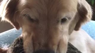 Brown dog sitting on couch gets interrogated for destroying hedgehog toy