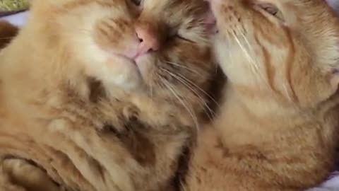 Tiger Caty Licking Each Other