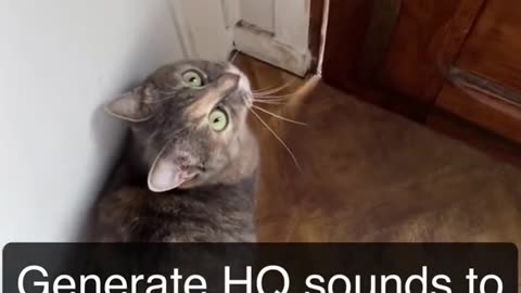 Sound that attract a cat