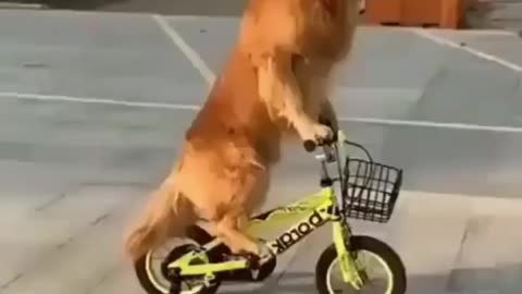 dog on swing dog riding a bicycle golden retriever funny dogs funny dogs