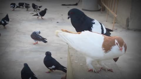 The Most beautiful Indian Pigeon video