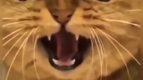 Funny 🤣 and cute 🥰 cat 😺 video #cat #funnyvideo