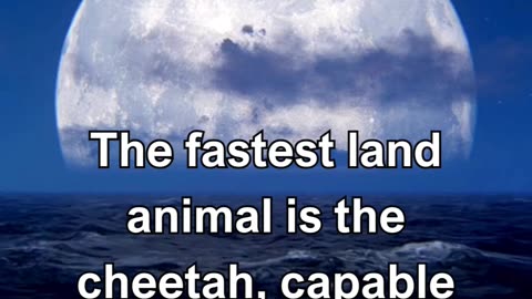 The fastest land animal is the cheetah, capable of reaching speeds up to 75 miles per hour in short