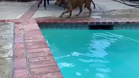 My pup loves to swim