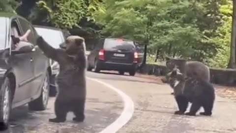 Bear Shaking Hands With his Human Friend #shorts #viral #shortsvideo #video